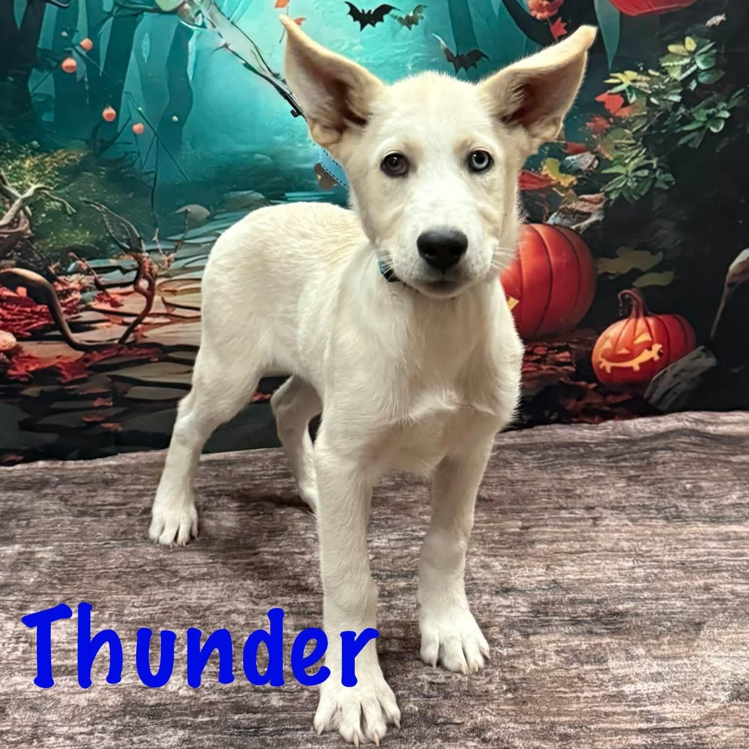 Enlarge Thunder, a Adoptable mixed breed in Albany, NY image 5/6