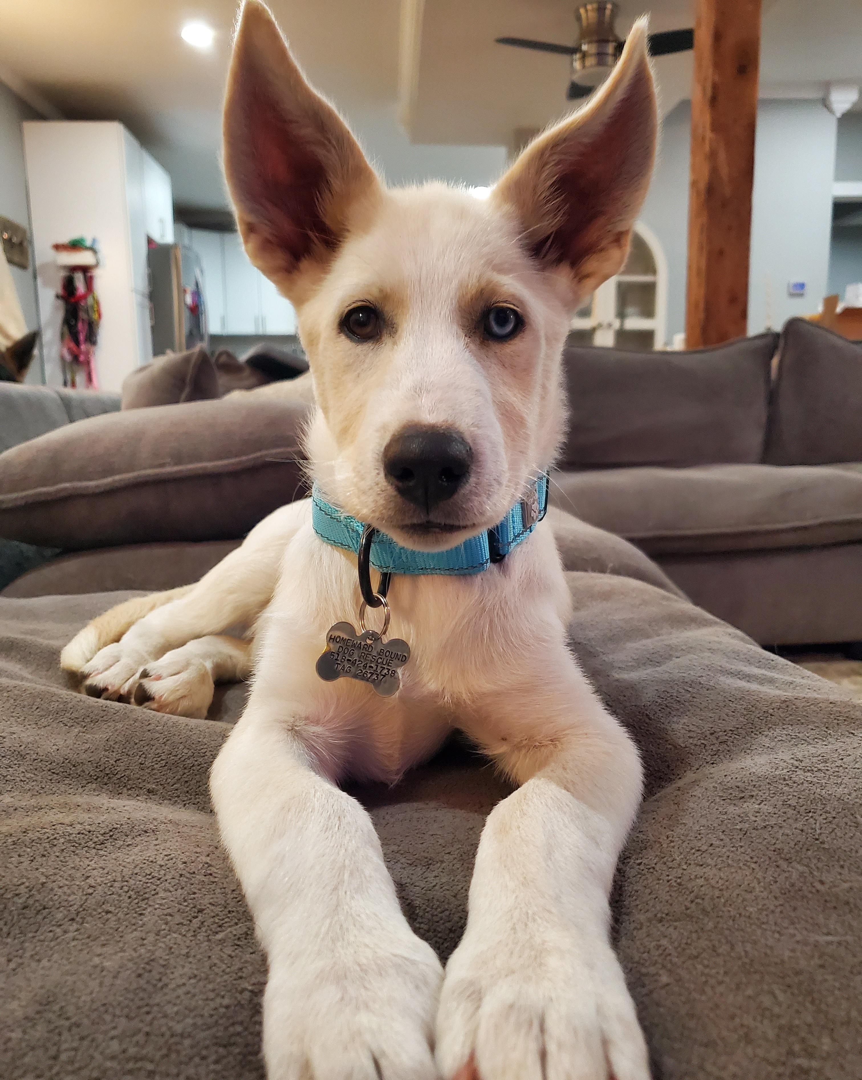 Enlarge Thunder, a Adoptable mixed breed in Albany, NY image 4/6