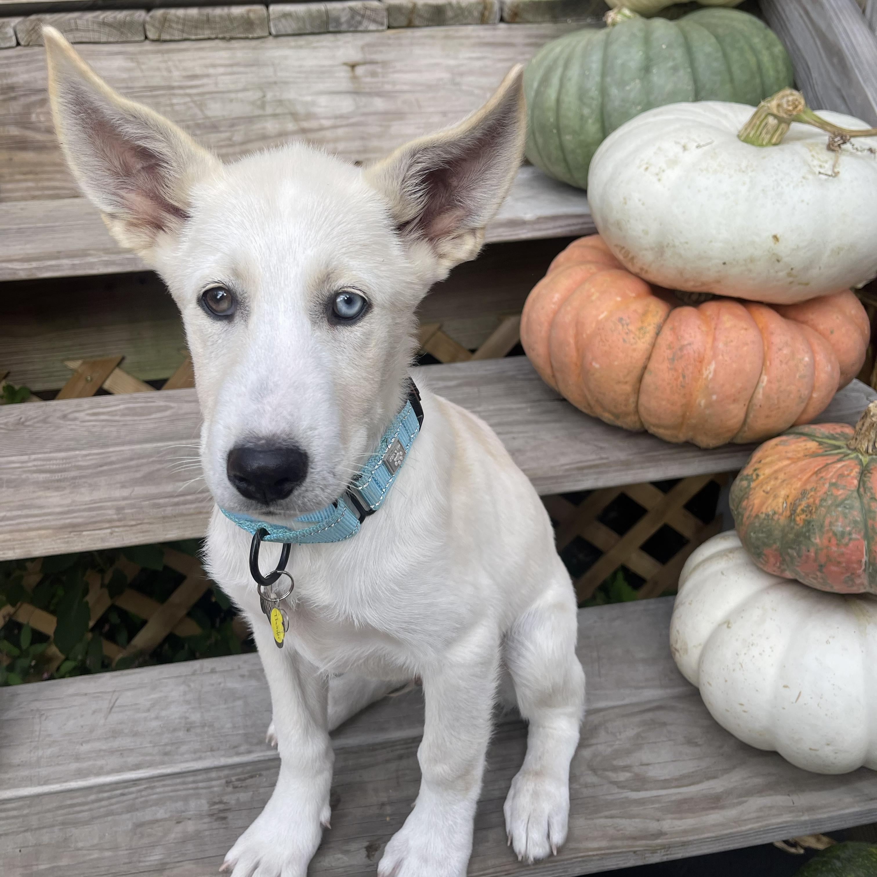 Thunder, Adoptable, Puppy Male Husky.