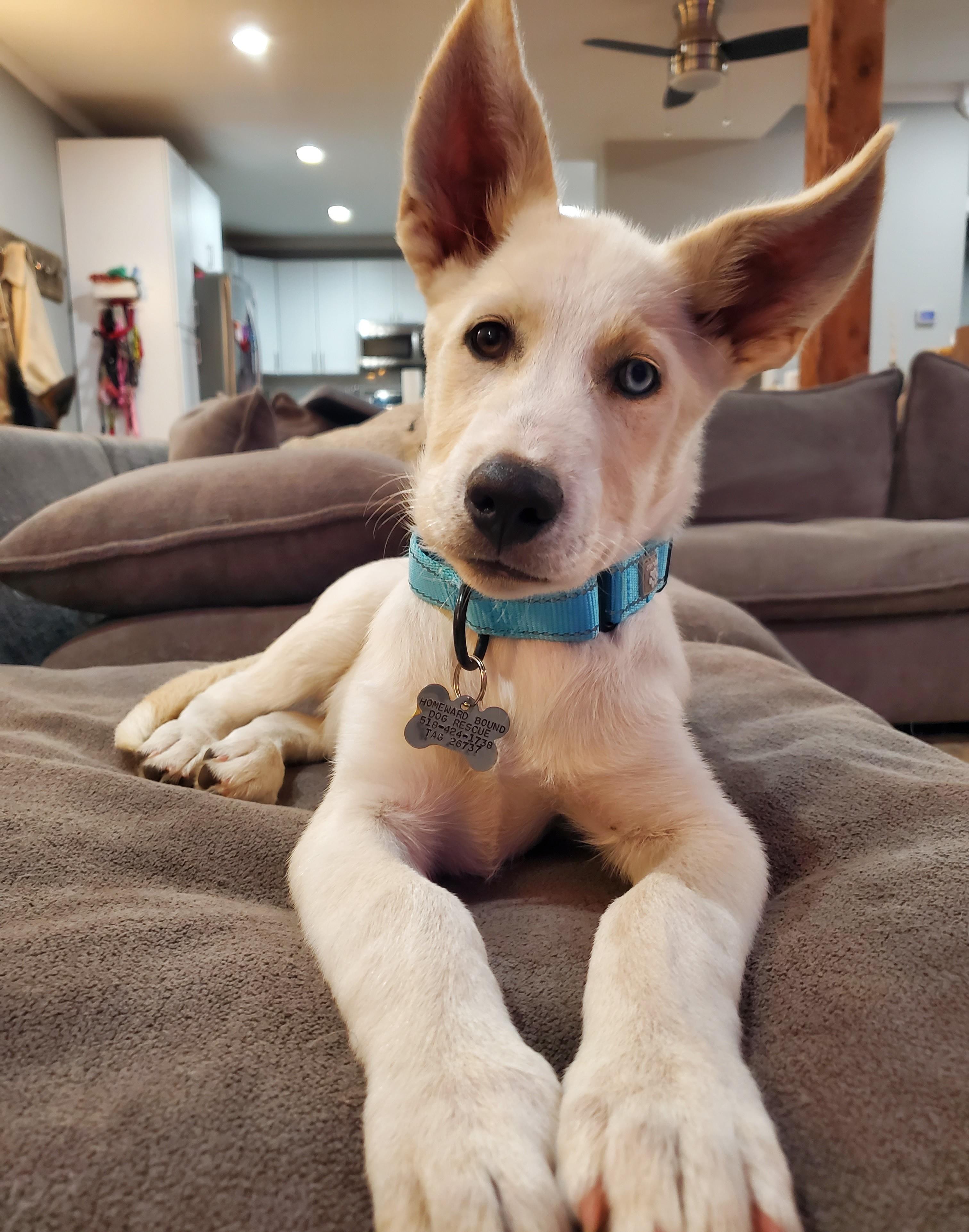 Enlarge Thunder, a Adoptable mixed breed in Albany, NY image 3/6