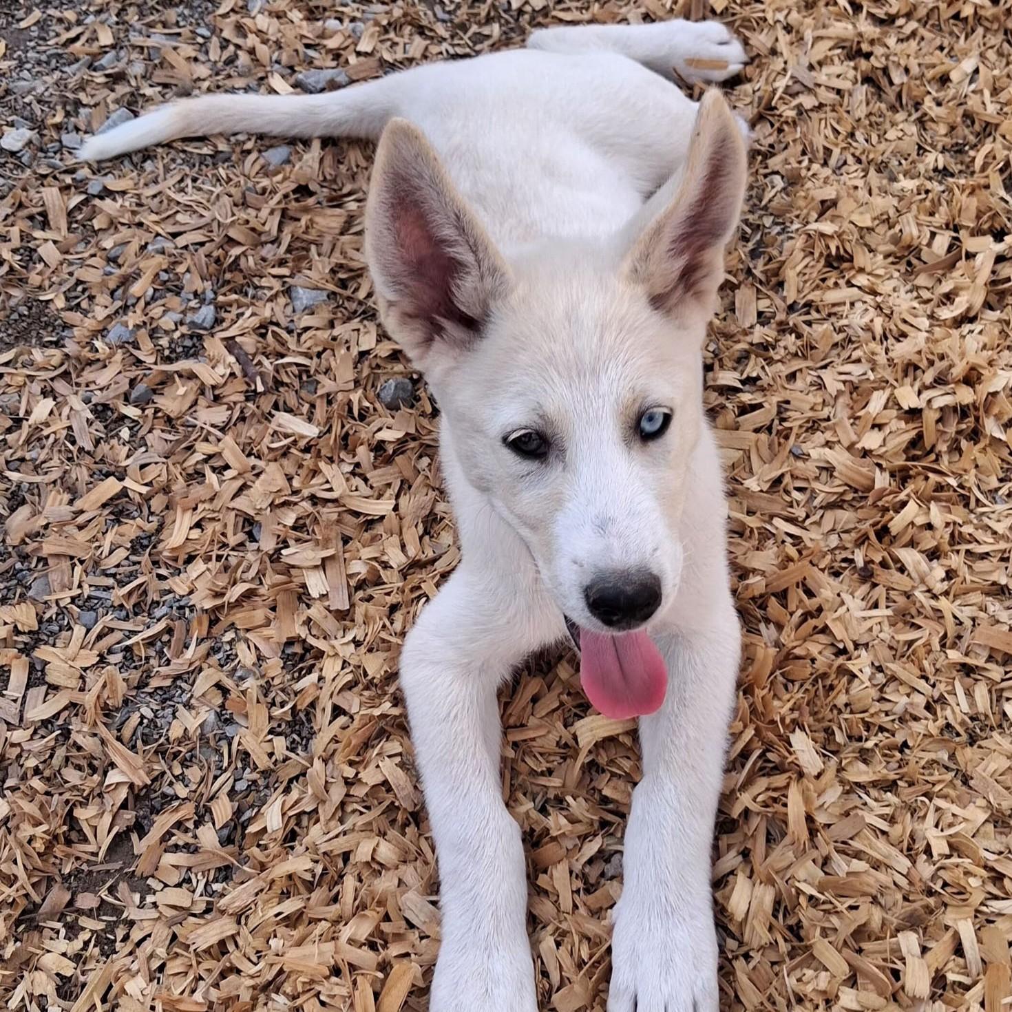 Enlarge Thunder, a Adoptable mixed breed in Albany, NY image 6/6