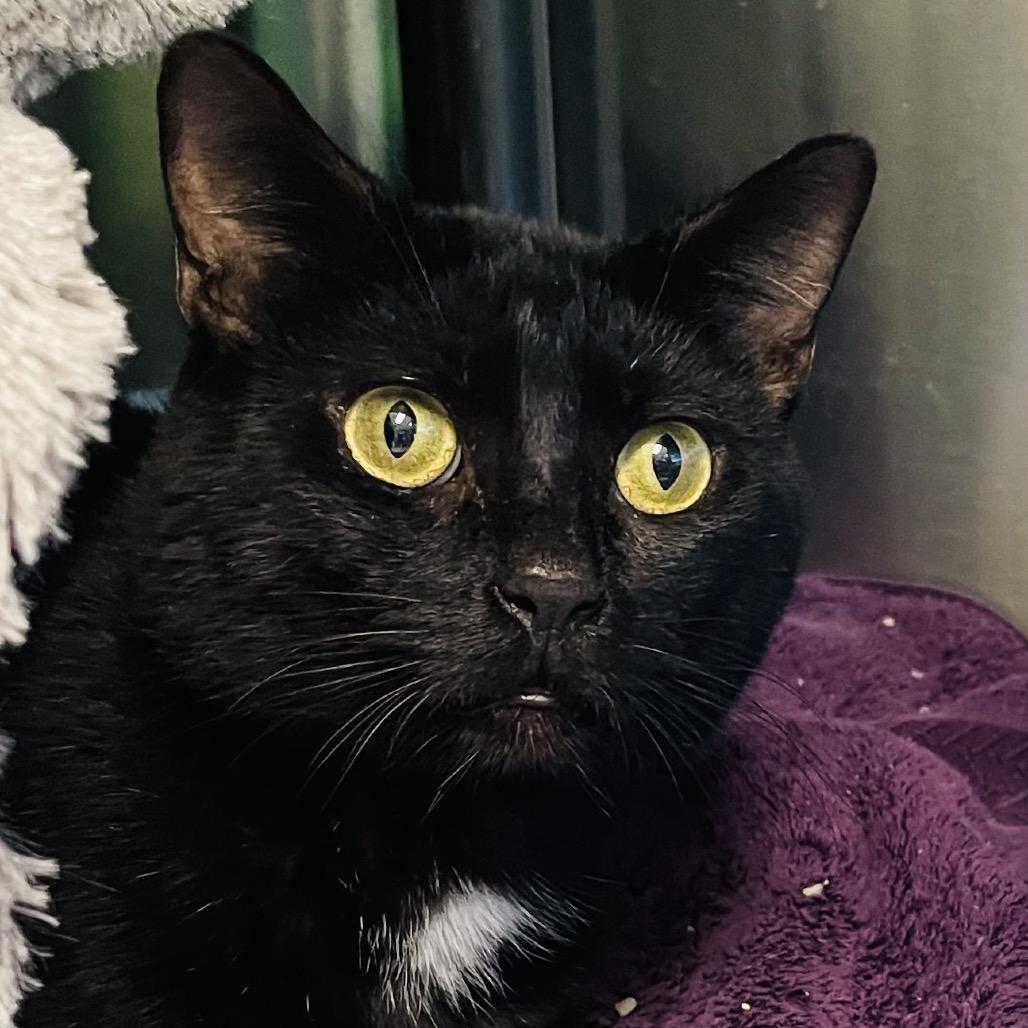 Kramer available through our Foster to Adopt Program, Adoptable, Adult Male Domestic Short Hair.