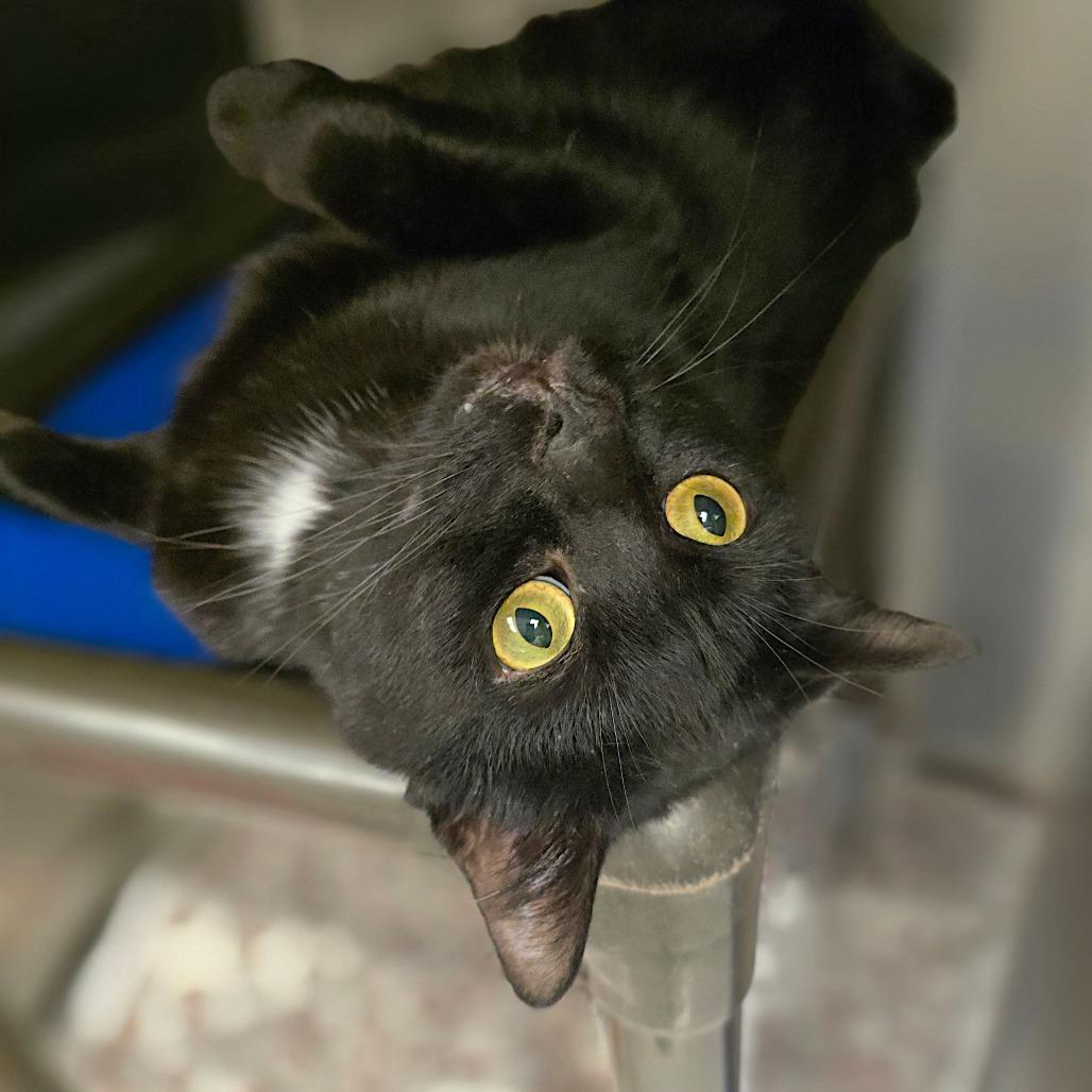 Enlarge Kramer available through our Foster to Adopt Program, a Adoptable Domestic Short Hair in Columbia Station, OH image 3/4