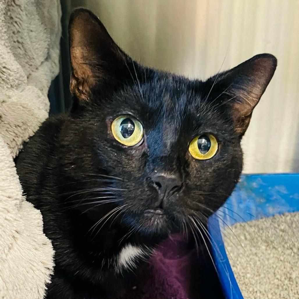 Enlarge Kramer available through our Foster to Adopt Program, a Adoptable Domestic Short Hair in Columbia Station, OH image 4/4