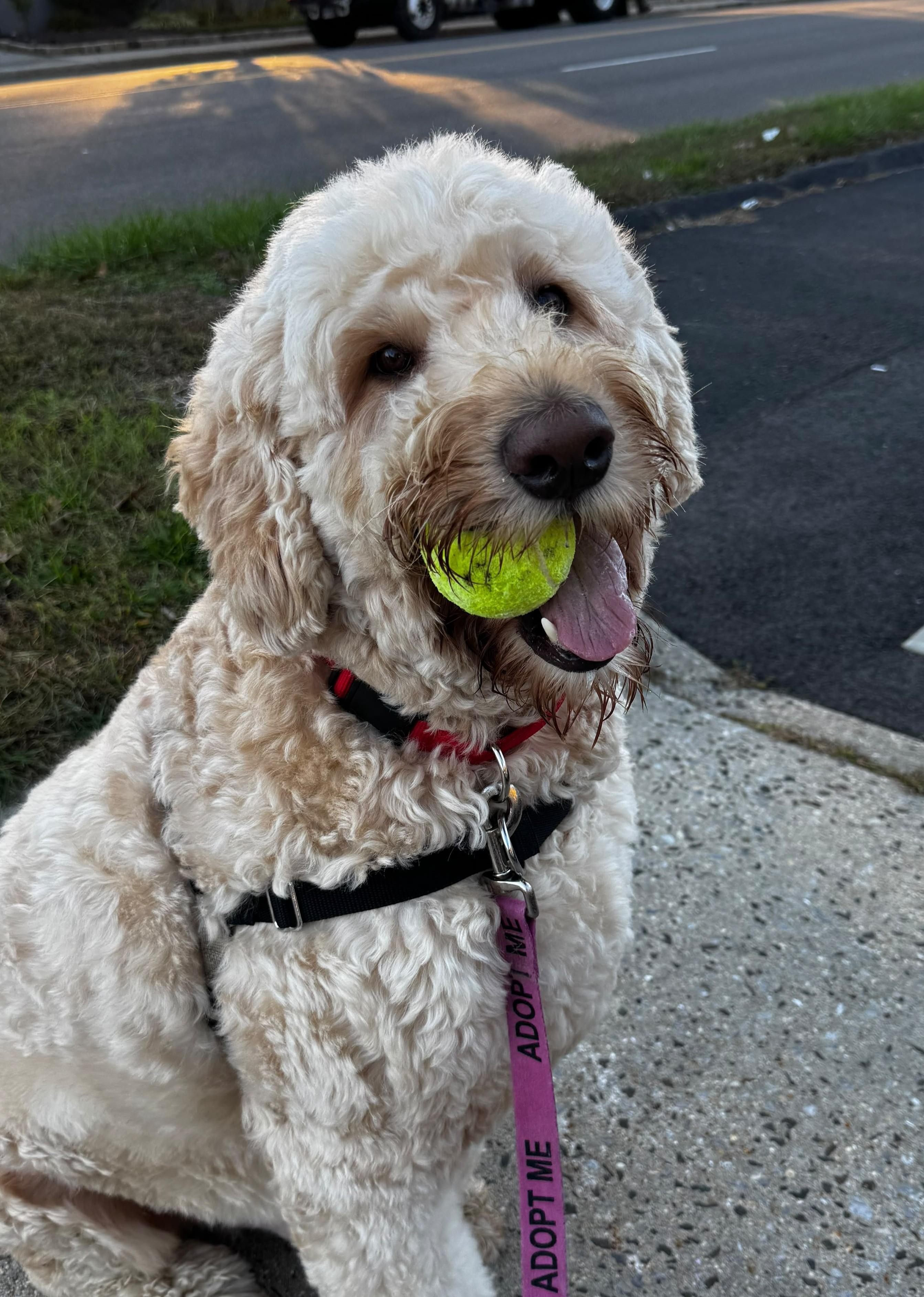Enlarge Duke, a Adoptable Goldendoodle in Norwalk, CT image 1/4