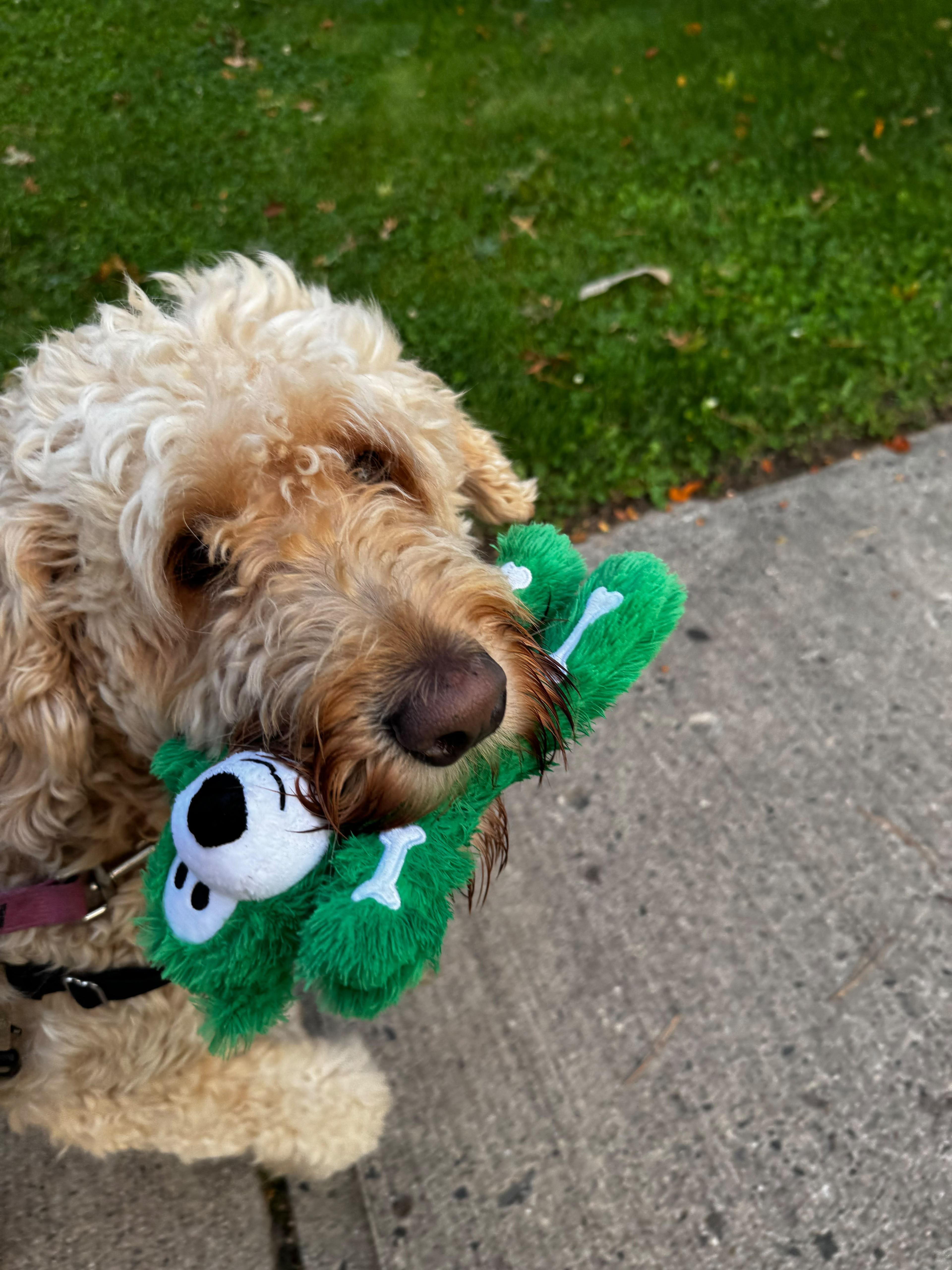 Enlarge Duke, a Adoptable Goldendoodle in Norwalk, CT image 2/4