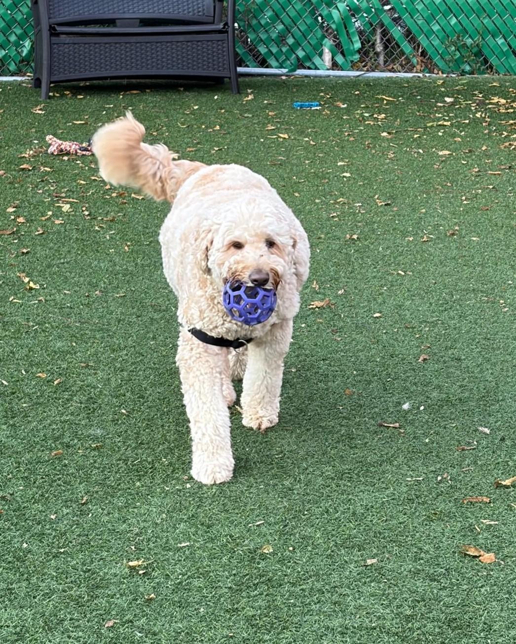 Enlarge Duke, a Adoptable Goldendoodle in Norwalk, CT image 3/4