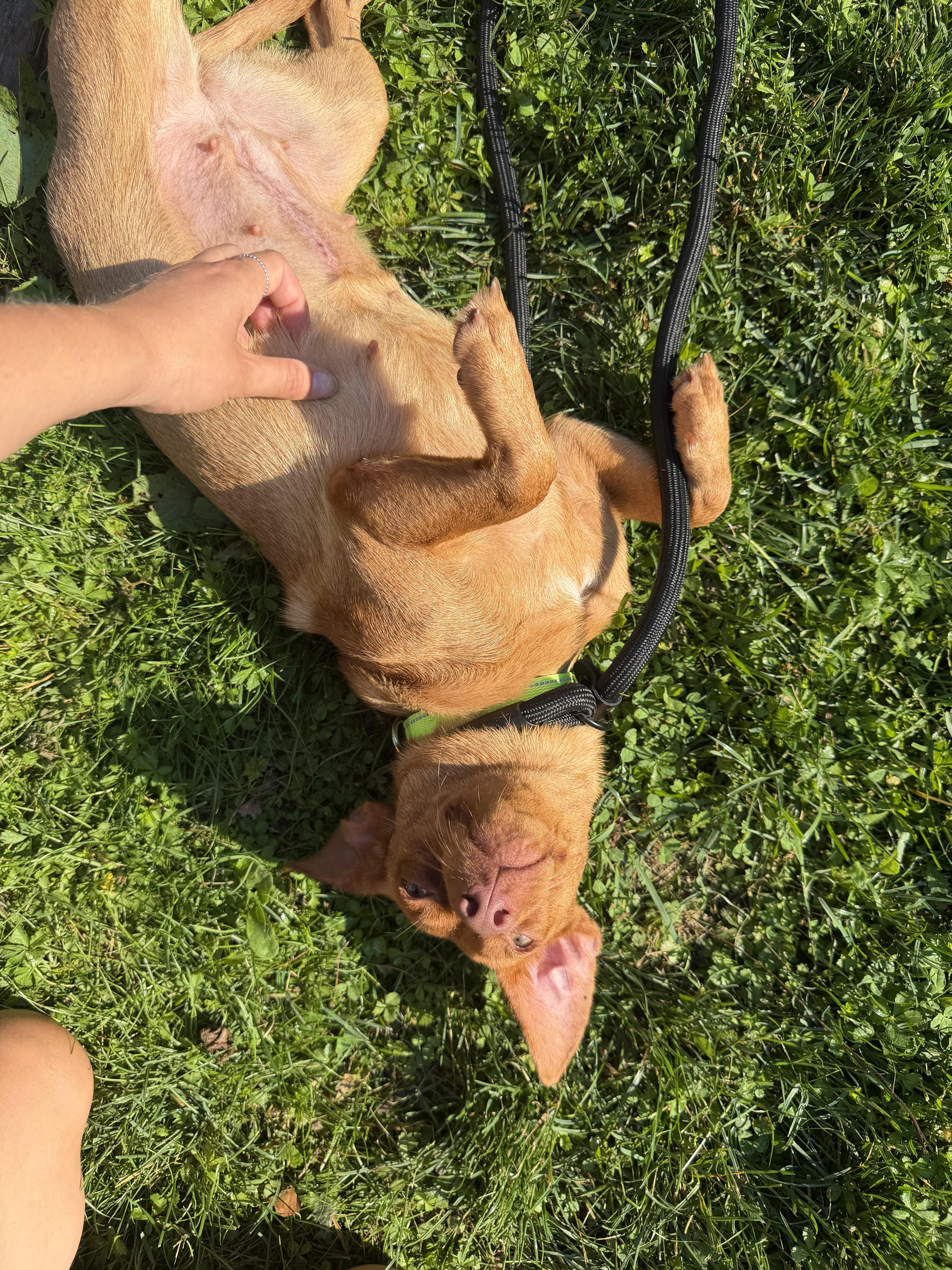 Cher, a ADOPTABLE Mixed Breed in London, ON image 4/5