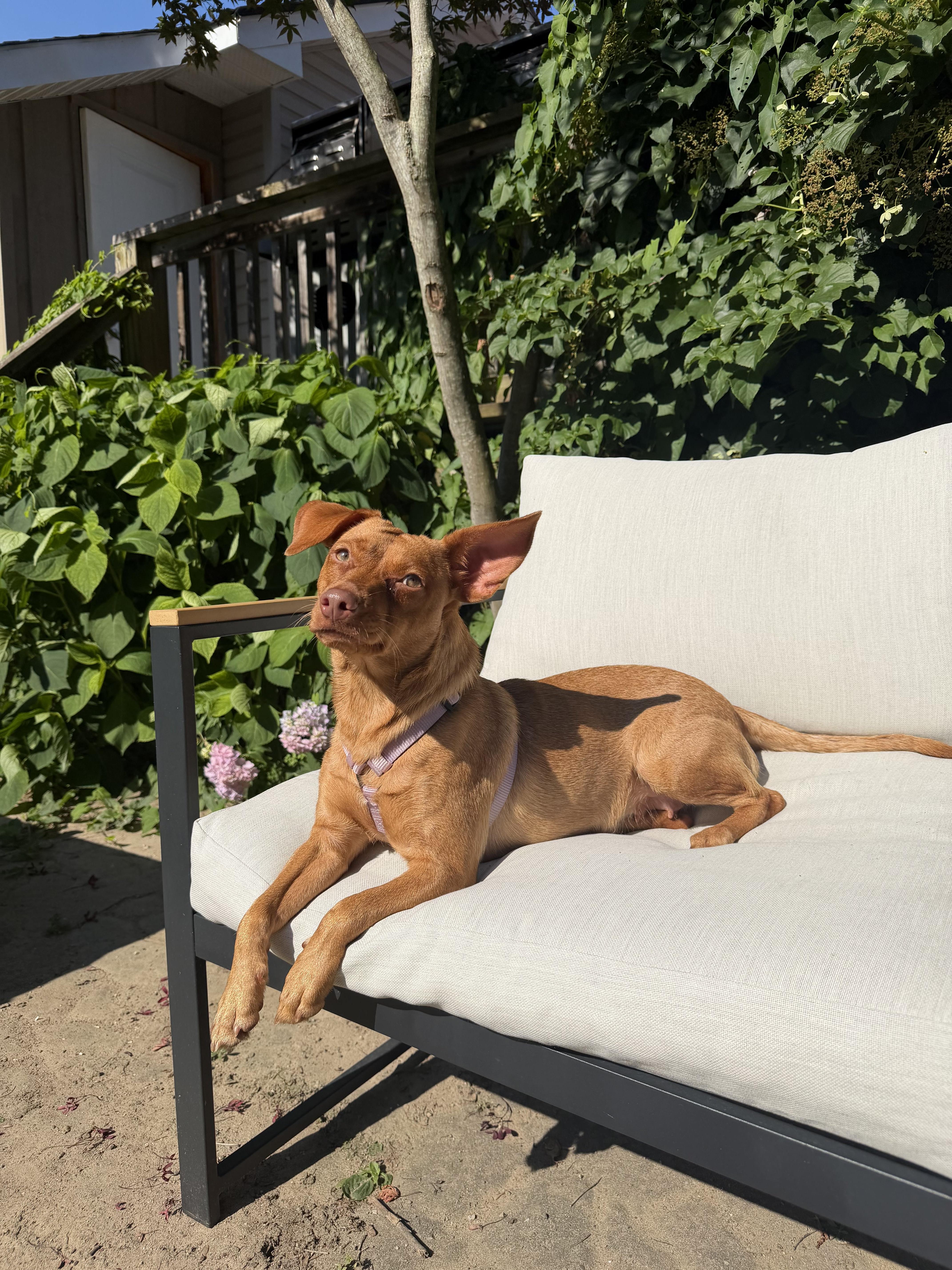 Cher, ADOPTABLE, Young Female Mixed Breed.