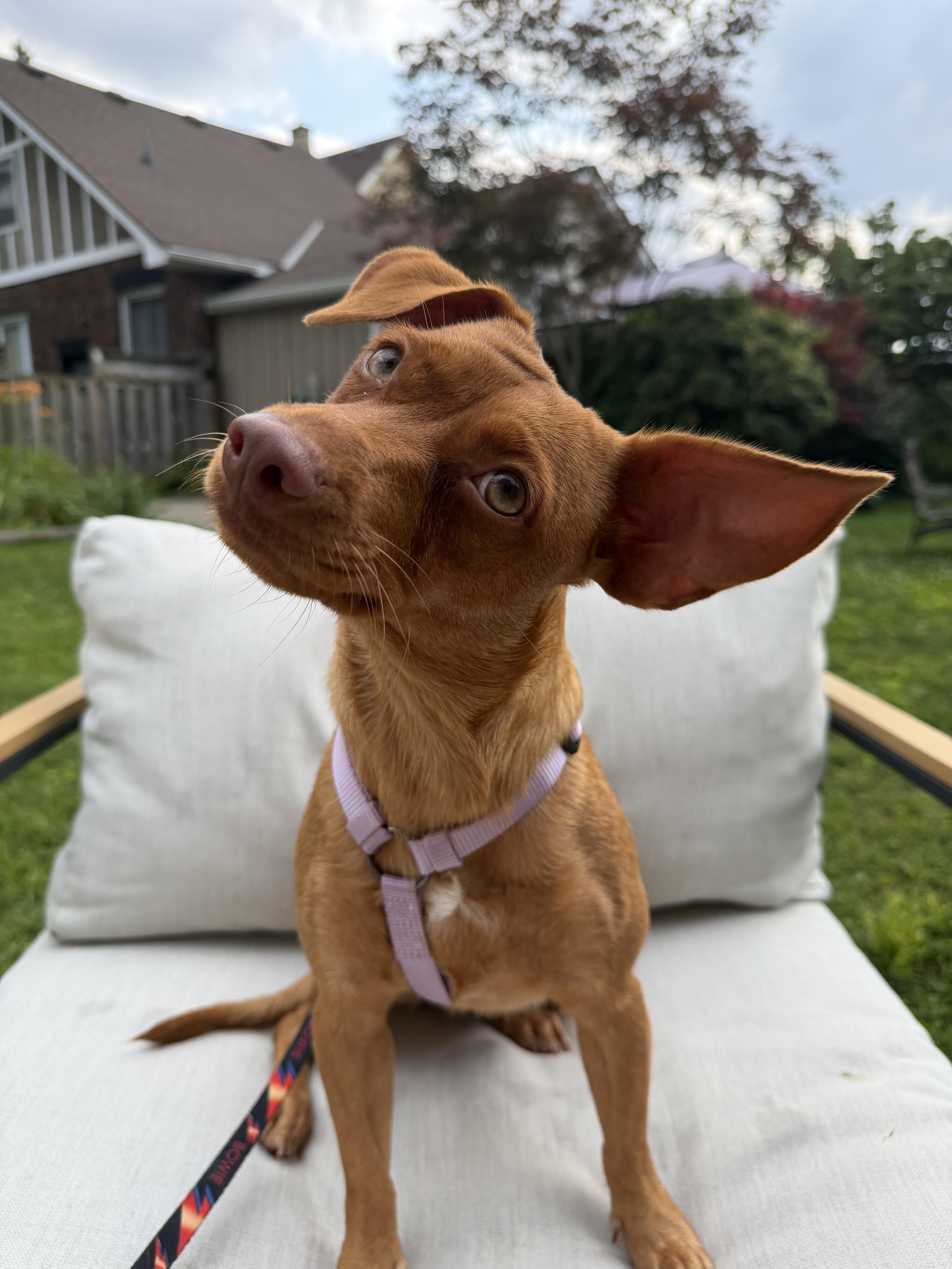 Cher, a ADOPTABLE Mixed Breed in London, ON image 3/5