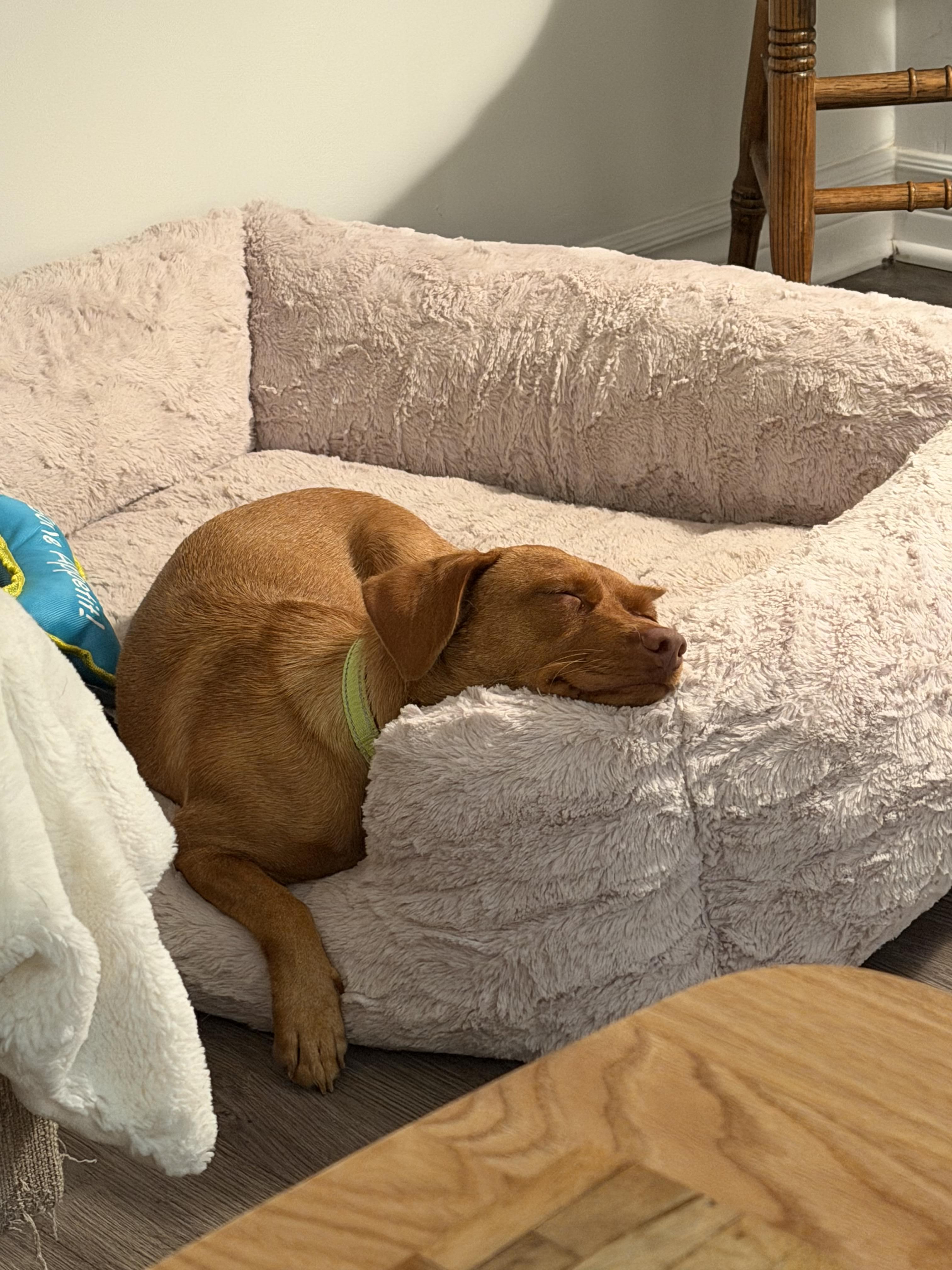 Cher, a ADOPTABLE Mixed Breed in London, ON image 2/5