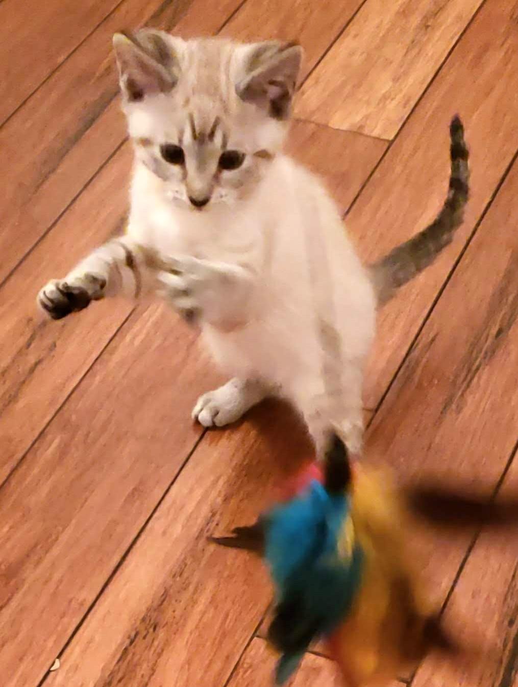 Mel