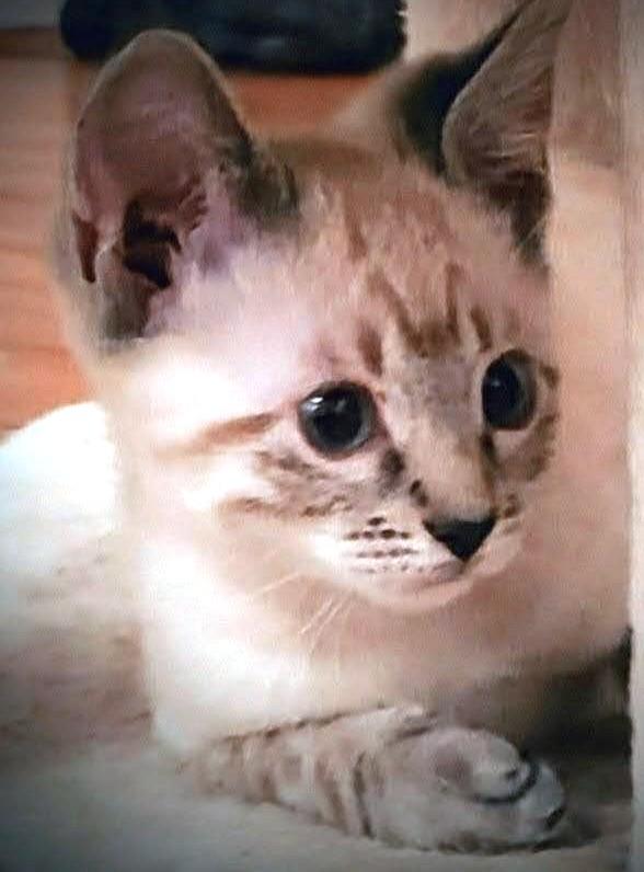 Mel