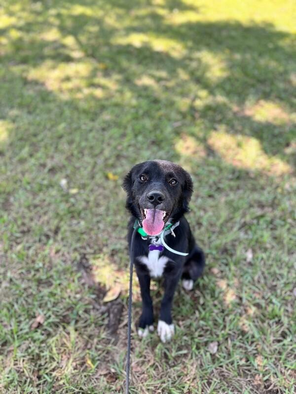Enlarge Cookie, a Adoptable mixed breed in Aiken, SC image 1/4