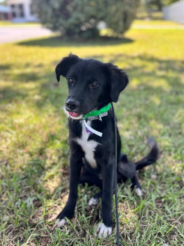 Enlarge Cookie, a Adoptable mixed breed in Aiken, SC image 2/4