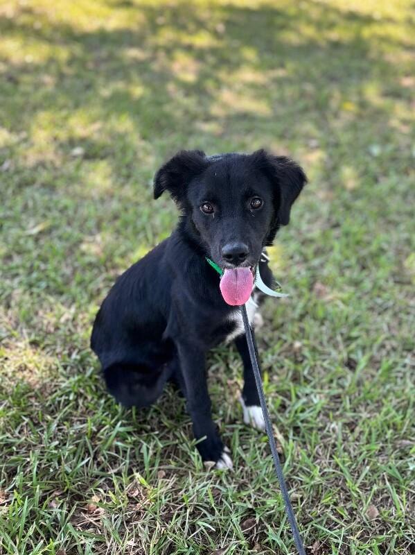 Enlarge Cookie, a Adoptable mixed breed in Aiken, SC image 3/4