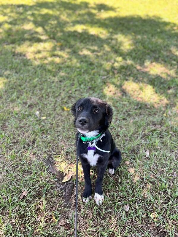Enlarge Cookie, a Adoptable mixed breed in Aiken, SC image 4/4