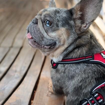 AEGON VALYRIAN - pending, a Adoptable French Bulldog in Bonney Lake, WA image 2/3