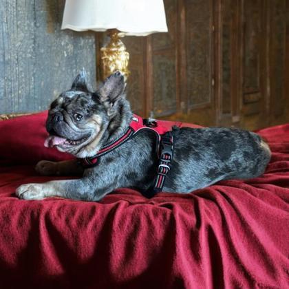 AEGON VALYRIAN - pending, a Adoptable French Bulldog in Bonney Lake, WA image 3/3