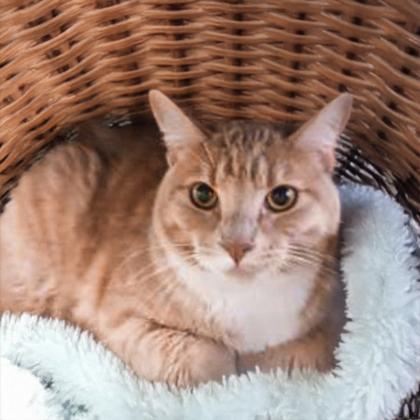 Enlarge Sox, a Adoptable Domestic Short Hair in Camano Island, WA image 1/1