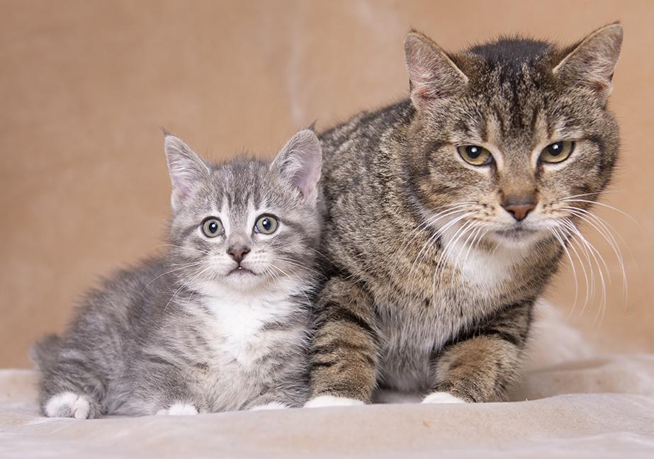 Mercy and Shires, a ADOPTABLE Tuxedo in Chicago, IL image 2/6
