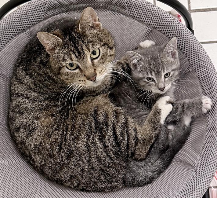 Mercy and Shires, ADOPTABLE, Kitten Female Tuxedo.
