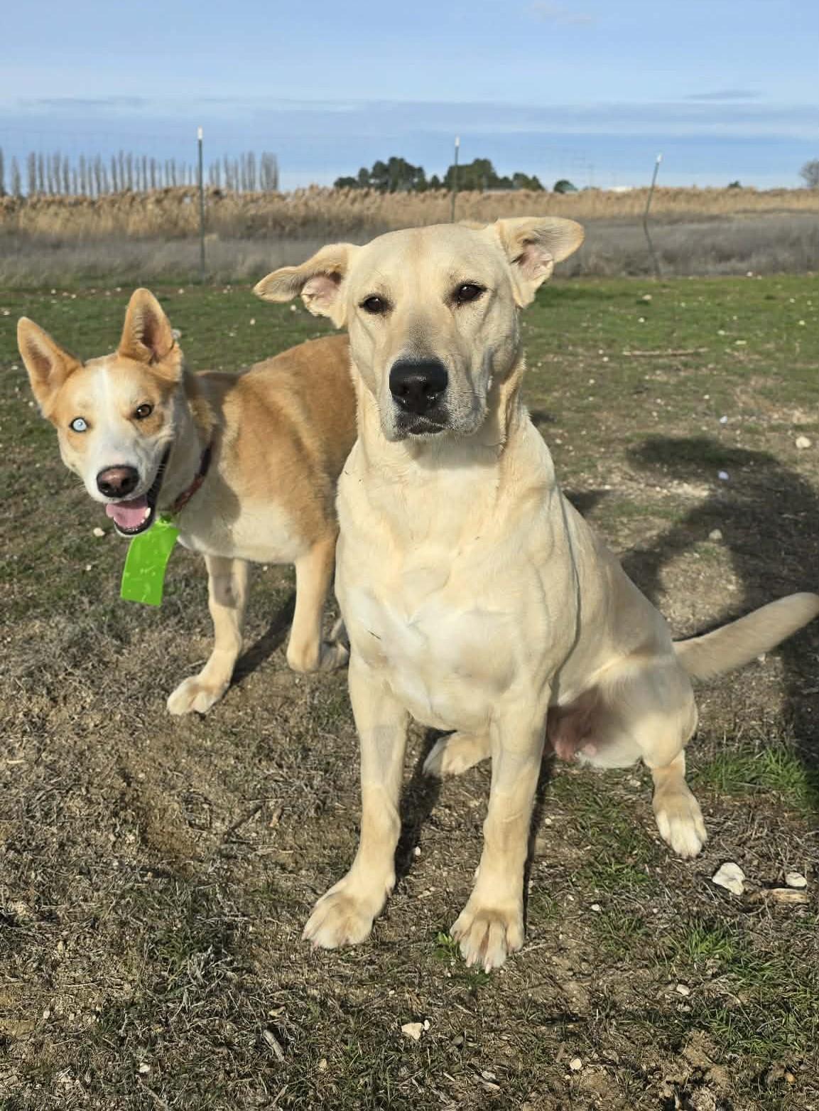 Aquaduct, ADOPTABLE, Adult Female Yellow Labrador Retriever.