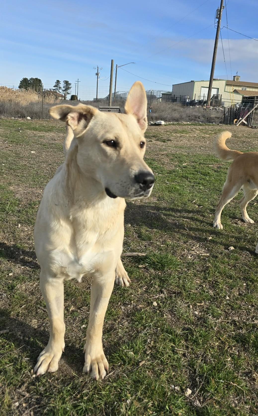 Enlarge Aquaduct, a ADOPTABLE mixed breed in Othello, WA image 6/6