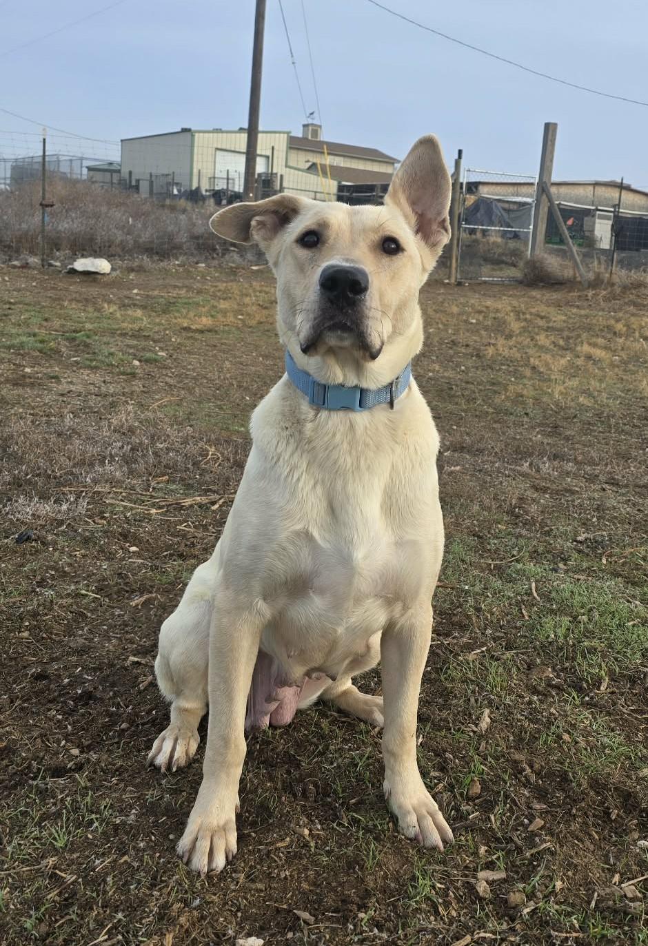 Aquaduct, ADOPTABLE, Adult Female Yellow Labrador Retriever.