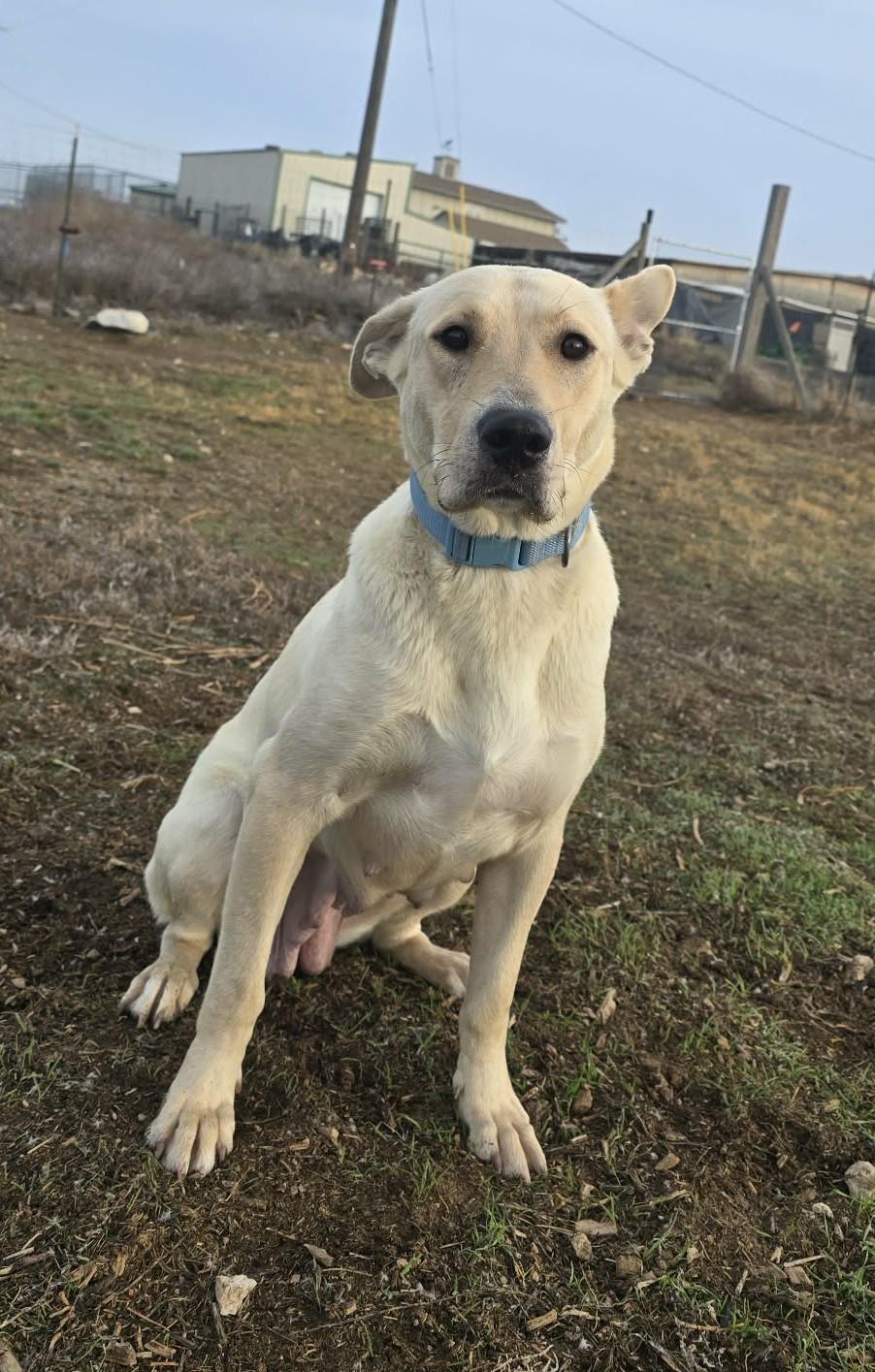 Enlarge Aquaduct, a ADOPTABLE mixed breed in Othello, WA image 2/4
