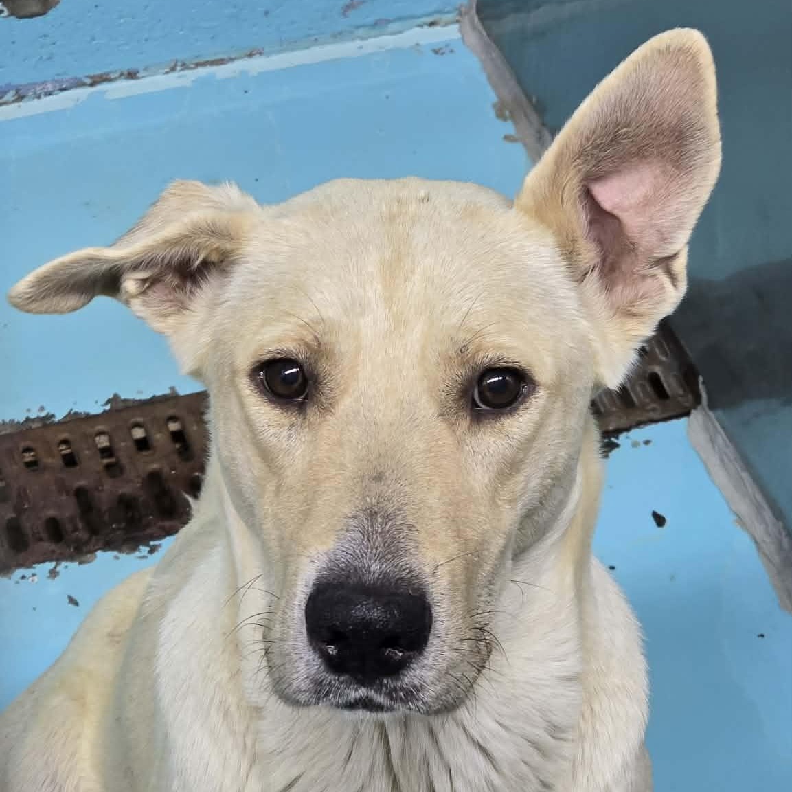 Enlarge Aquaduct, a ADOPTABLE mixed breed in Othello, WA image 1/4