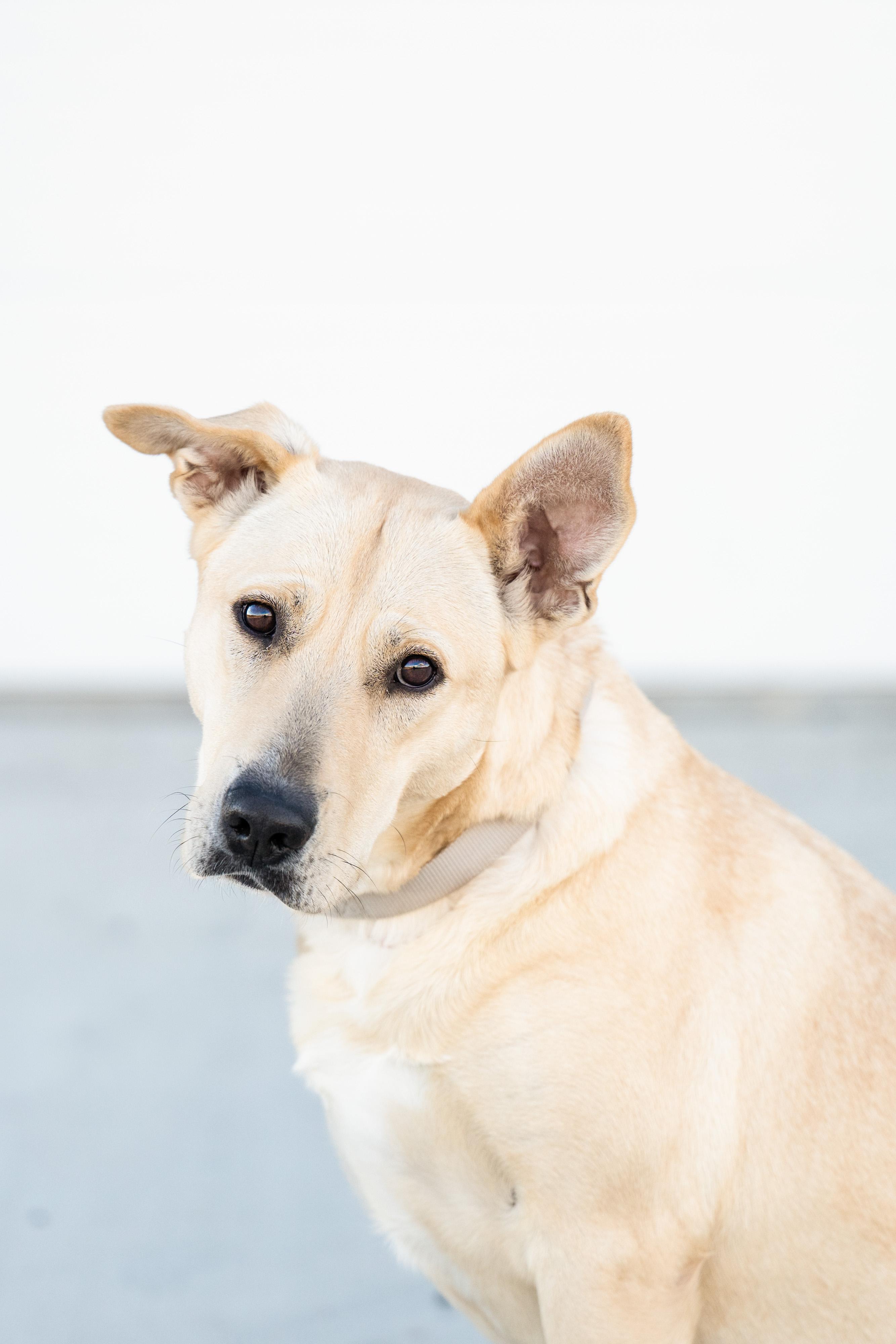 Aquaduct, ADOPTABLE, Adult Female Yellow Labrador Retriever.