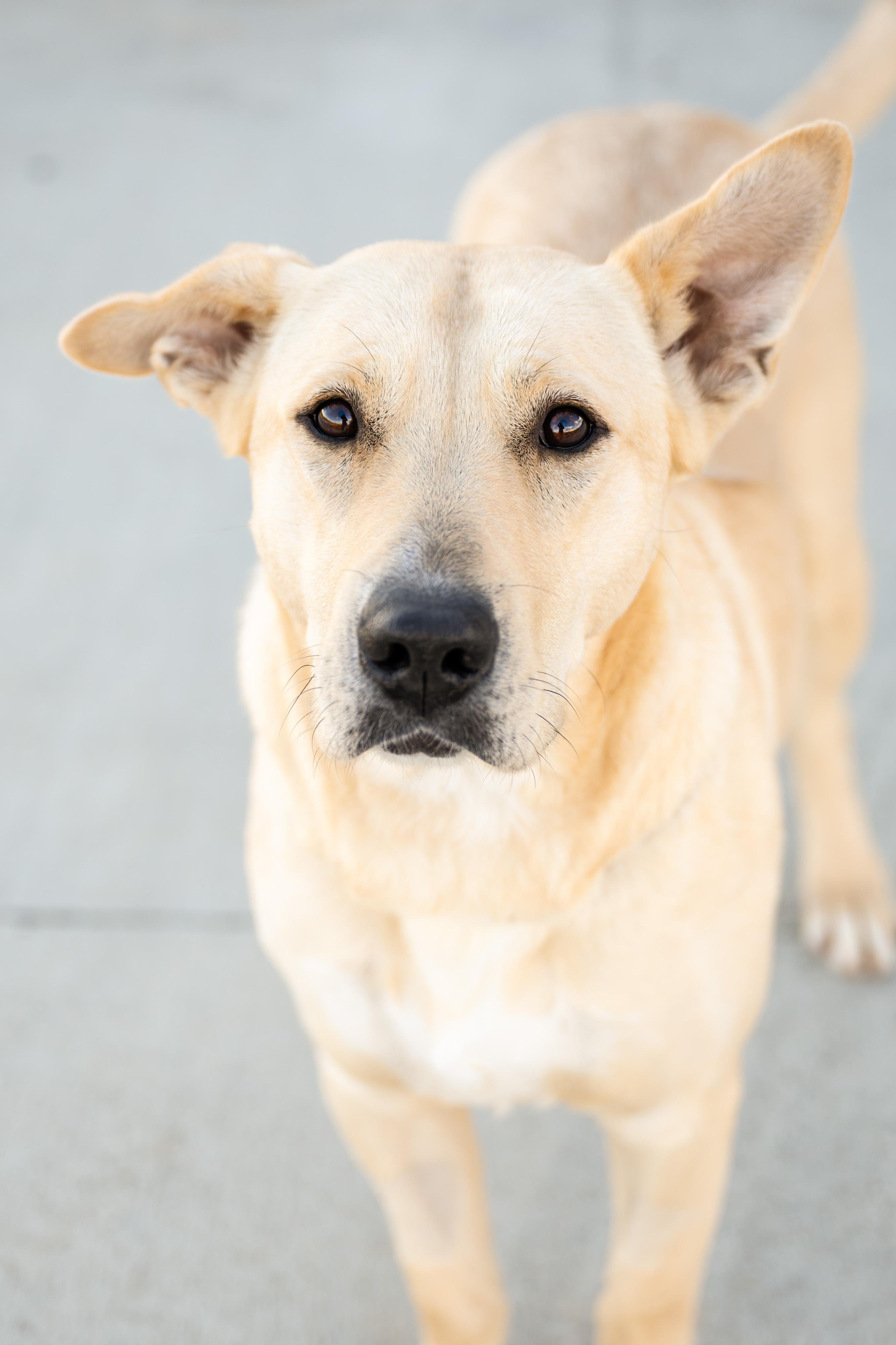Enlarge Aquaduct, a ADOPTABLE mixed breed in Othello, WA image 3/5