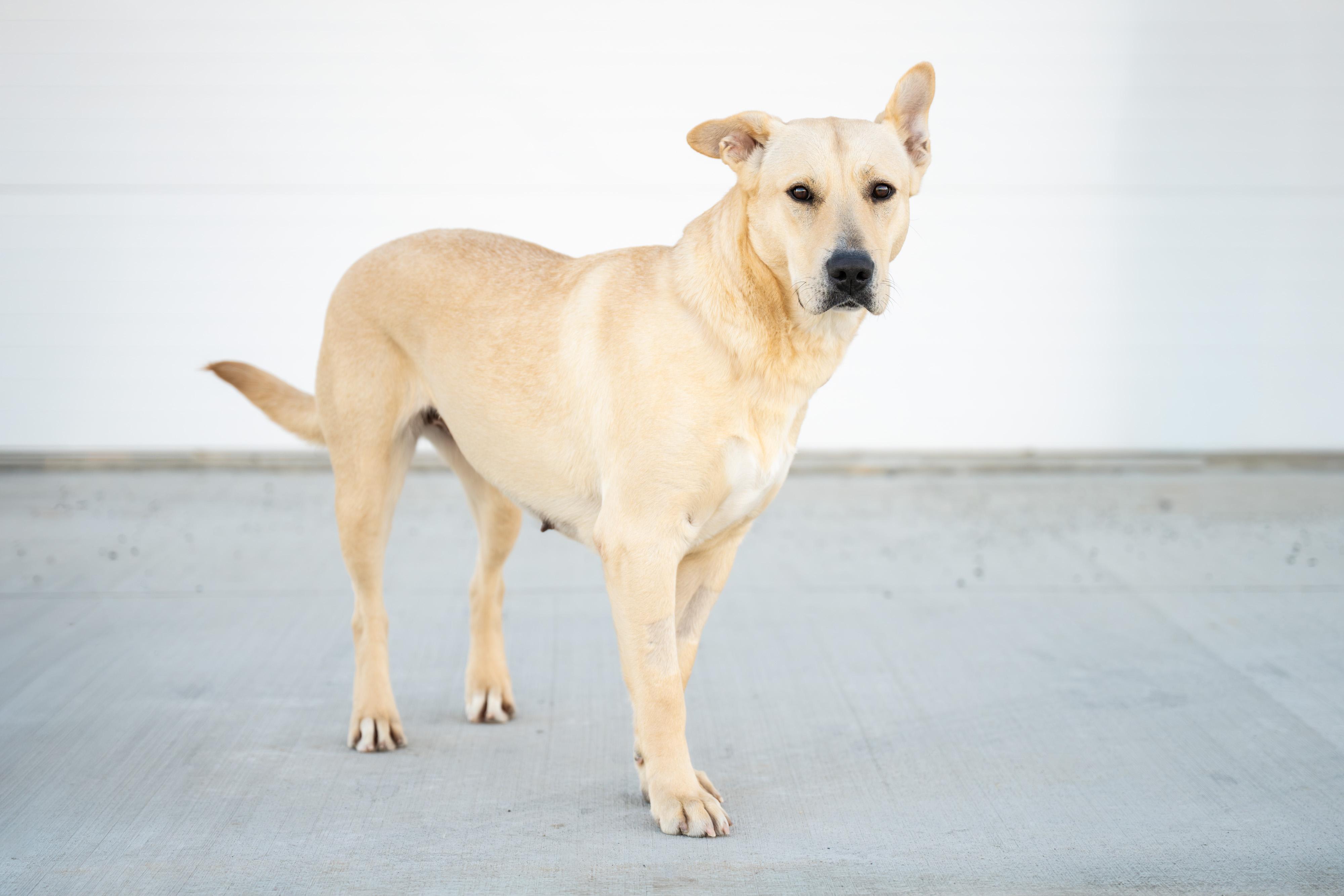 Enlarge Aquaduct, a ADOPTABLE mixed breed in Othello, WA image 2/5