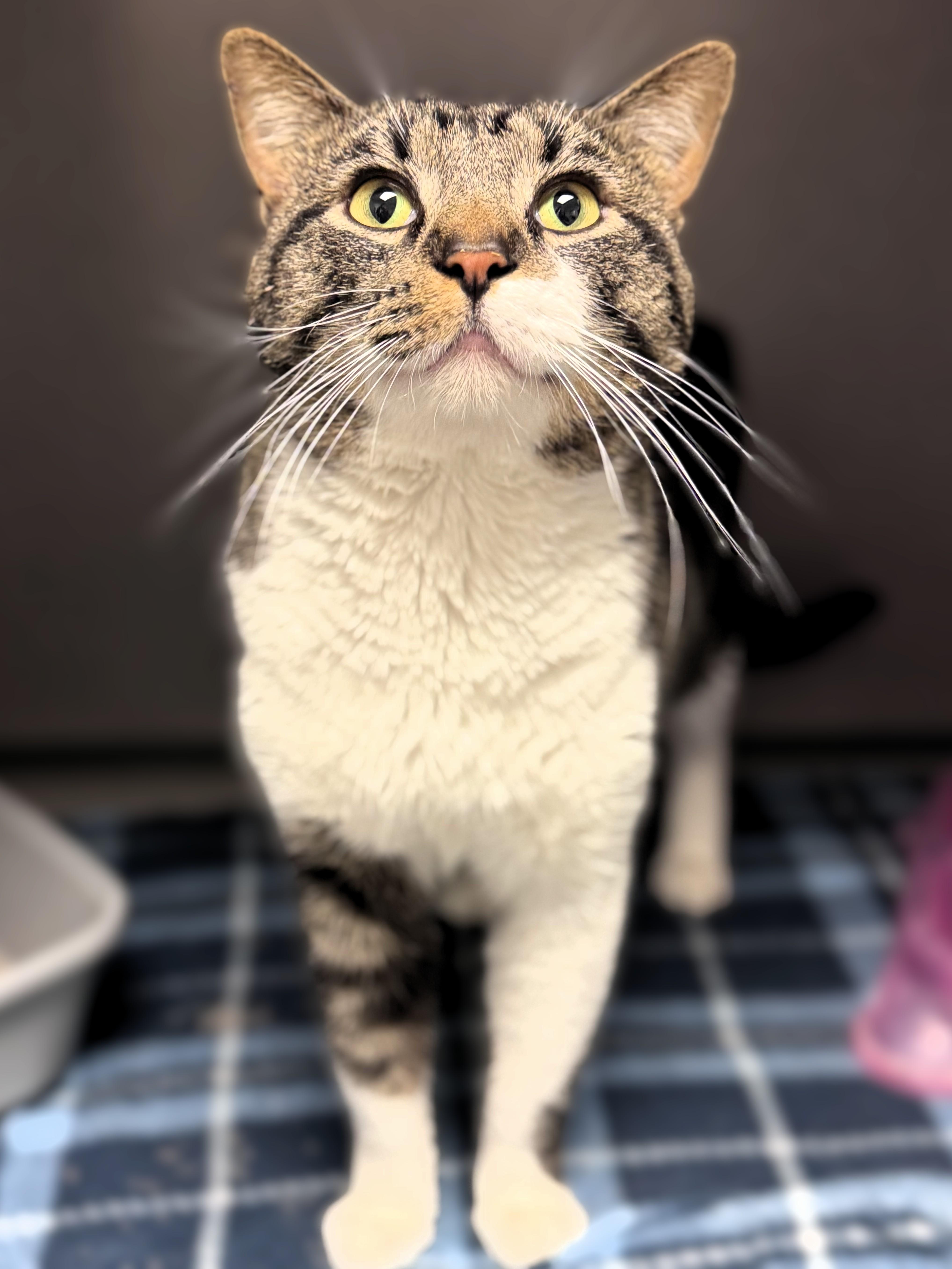 Cookie, a ADOPTABLE Domestic Short Hair in Pekin, IL image 2/2