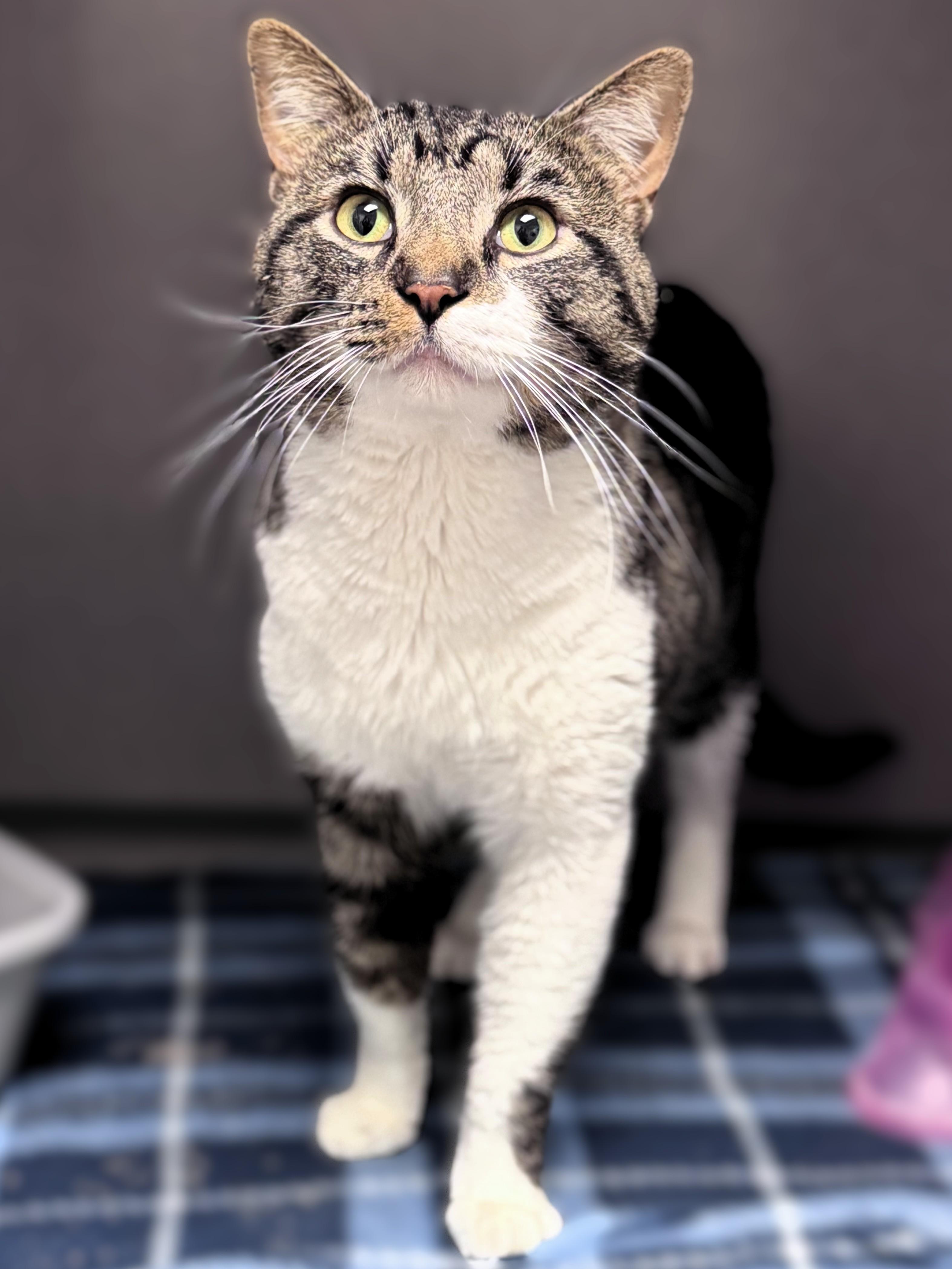 Cookie, ADOPTABLE, Adult Male Domestic Short Hair.