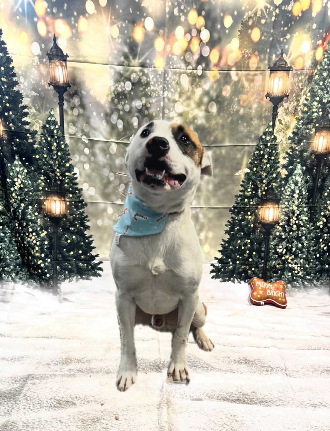 Drop, ADOPTABLE, Adult Male Mixed Breed.