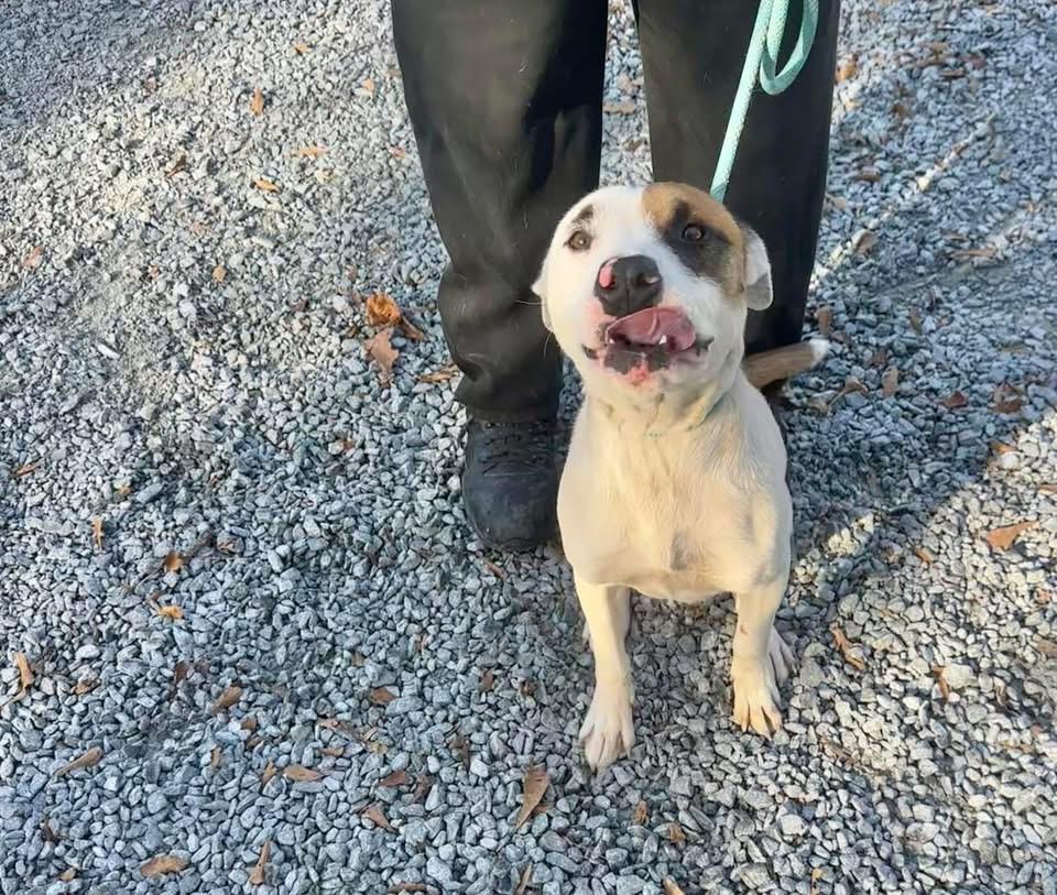 Enlarge Drop, a ADOPTABLE Mixed Breed in Elizabethtown, NC image 1/1