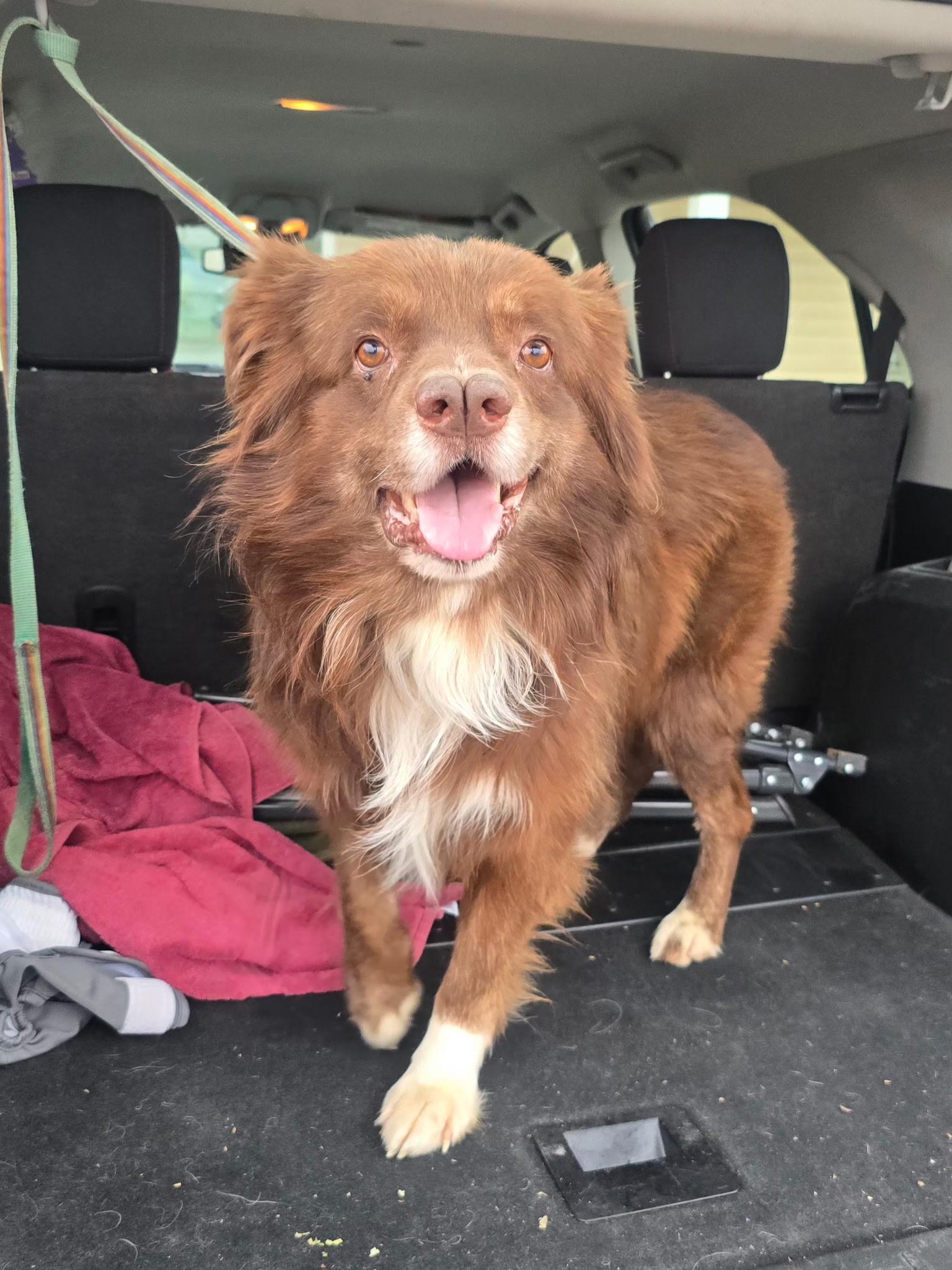 Sniffer, Adoptable, Adult Male Australian Shepherd.