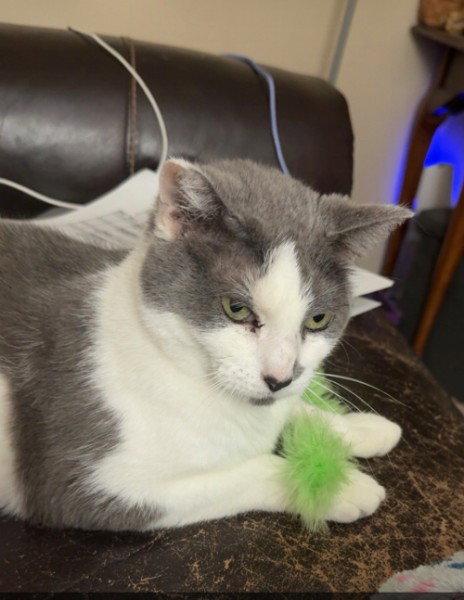 Cleo and Charlie, Adoptable, Adult Male Domestic Short Hair.
