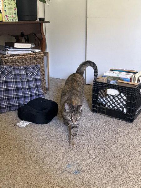 Cleo and Charlie, a Adoptable Domestic Short Hair in Council Bluffs, IA image 2/3