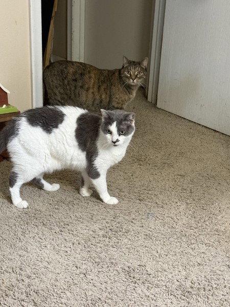 Cleo and Charlie, a Adoptable Domestic Short Hair in Council Bluffs, IA image 3/3
