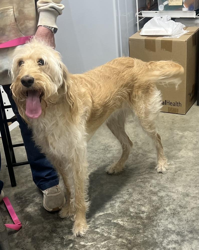 Enlarge Copelands / Dixie Rae, a Adoptable Goldendoodle in Broomfield, CO image 1/2