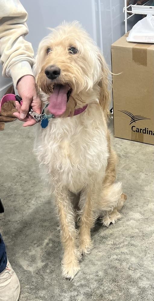 Enlarge Copelands / Dixie Rae, a Adoptable Goldendoodle in Broomfield, CO image 2/2