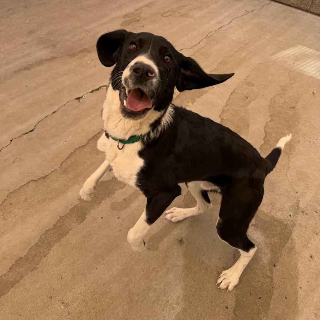 Timmy, Adoptable, Young Male Hound & Pit Bull Terrier.