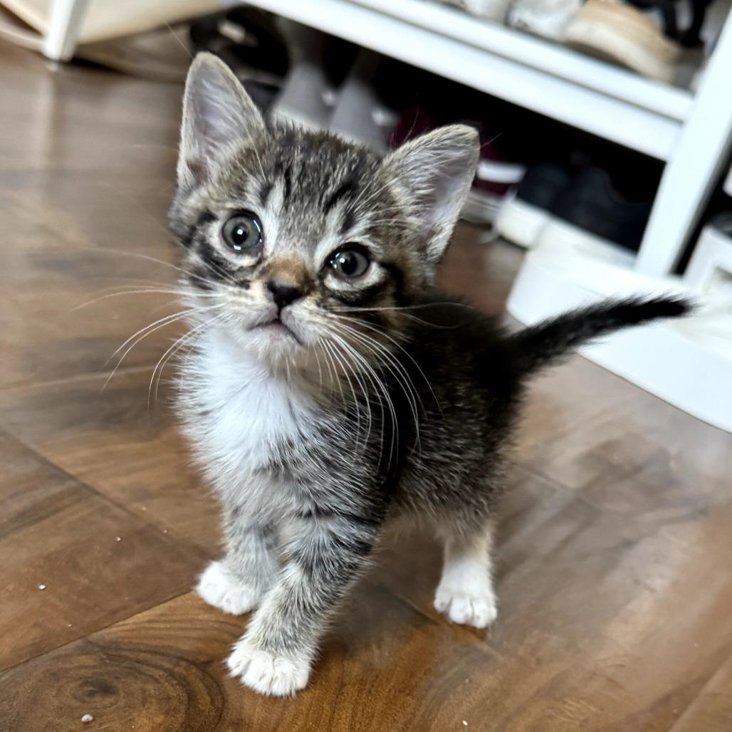 Swiper — thumbnail 2