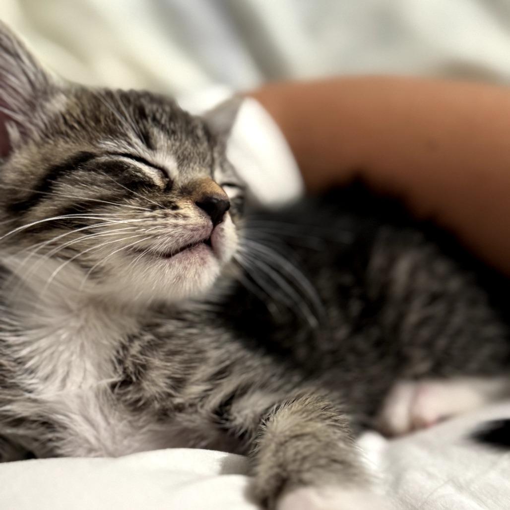 Swiper — thumbnail 3