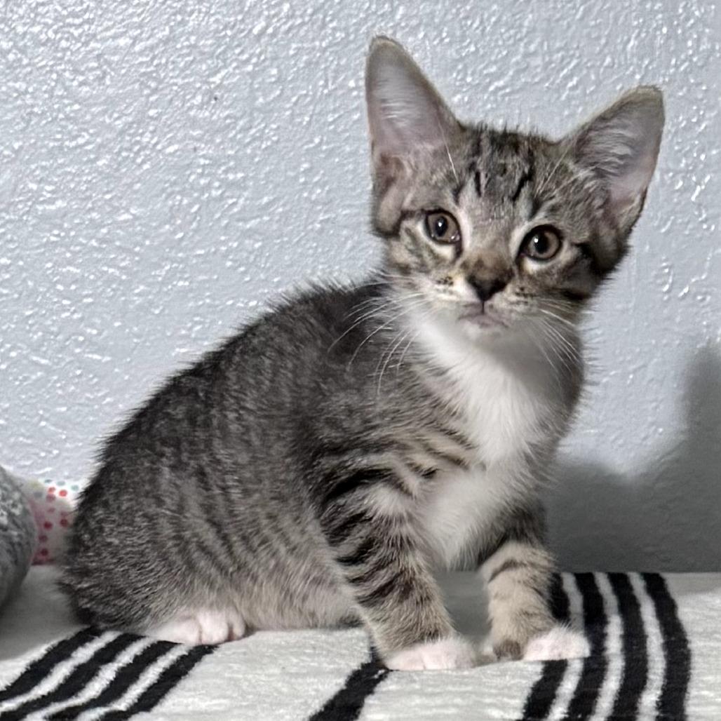 Swiper — thumbnail 4