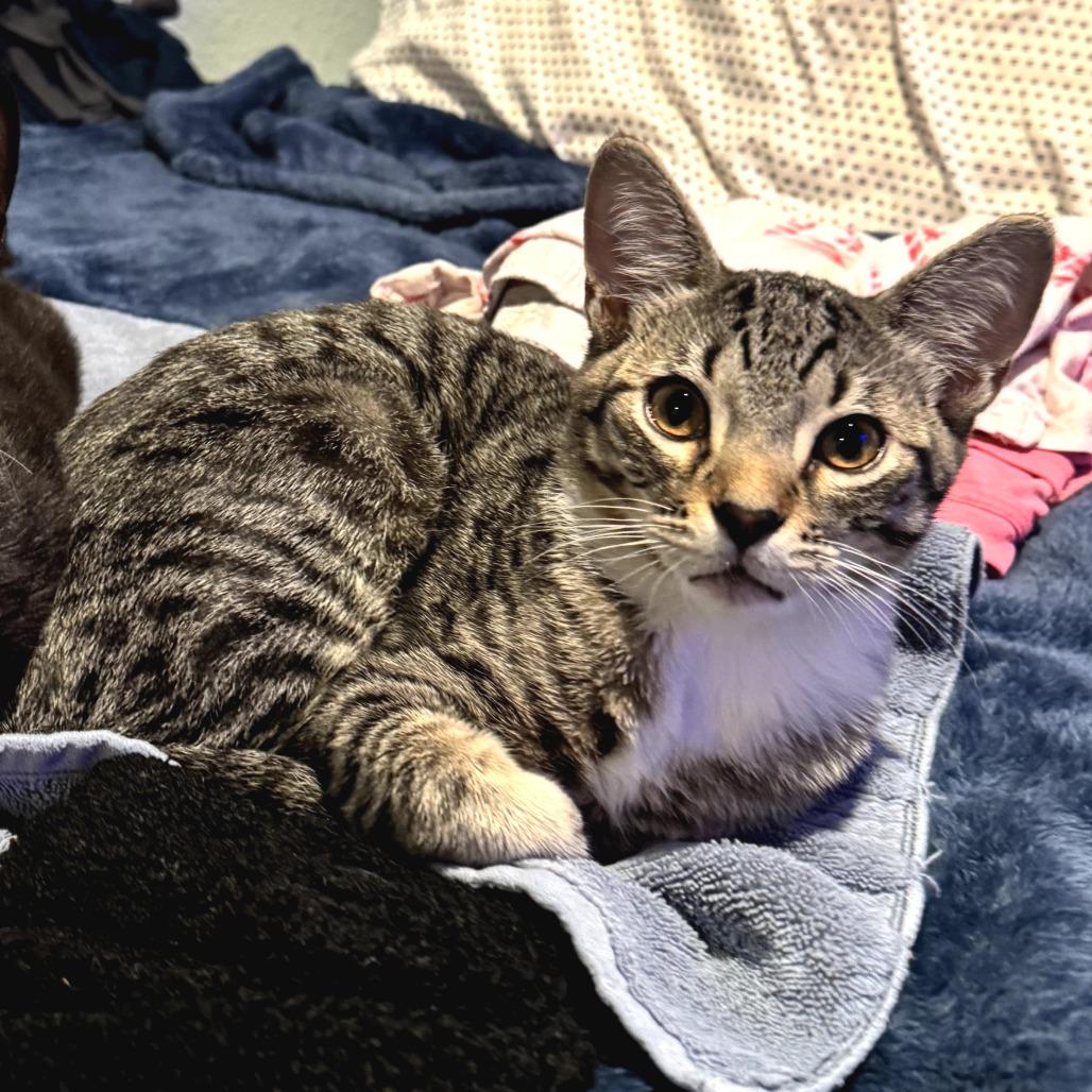 Swiper — thumbnail 5