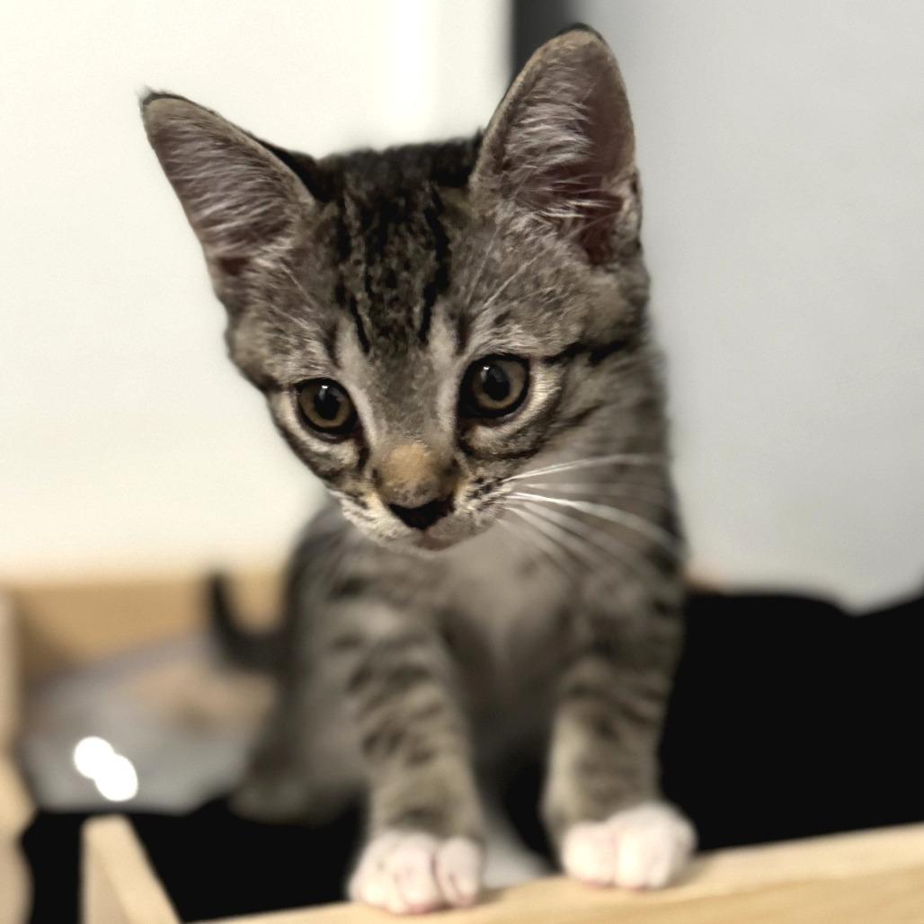 Swiper — thumbnail 6